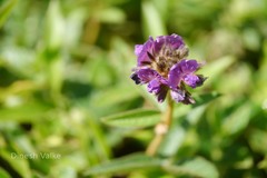 Flemingia nilgheriensis